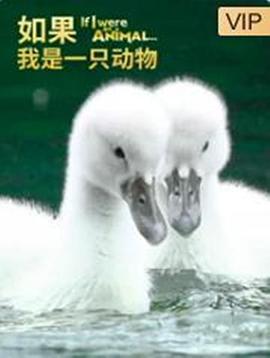 弄潮兒neng